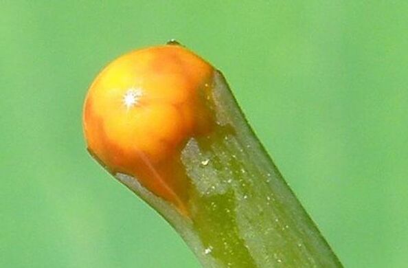 eigenschappen van stinkende gouwe bij de behandeling van papillomen