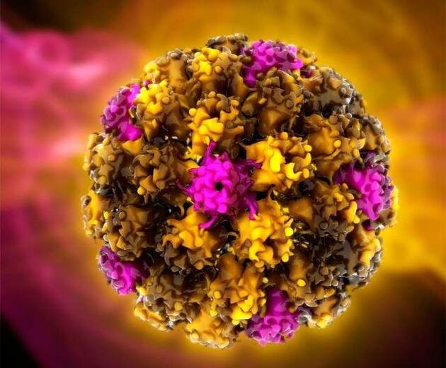 Humaan papillomavirus
