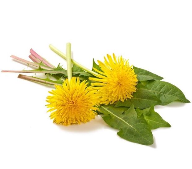 Paardebloemen voor cauterisatie van papillomen